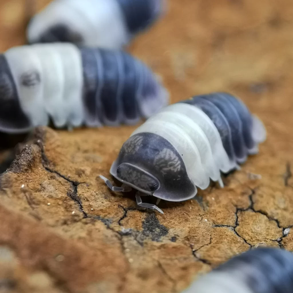 Panda king isopods
